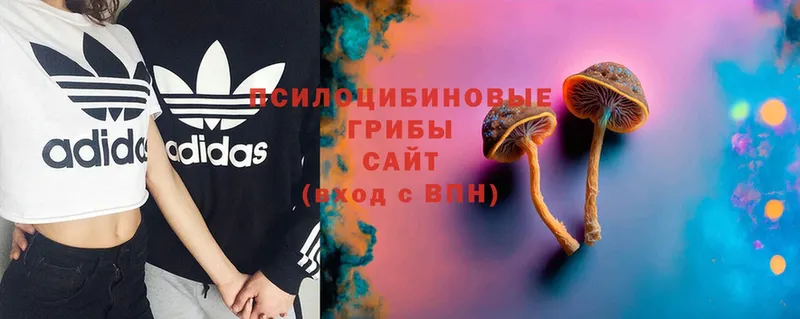 цена   Буинск  Псилоцибиновые грибы MAGIC MUSHROOMS 